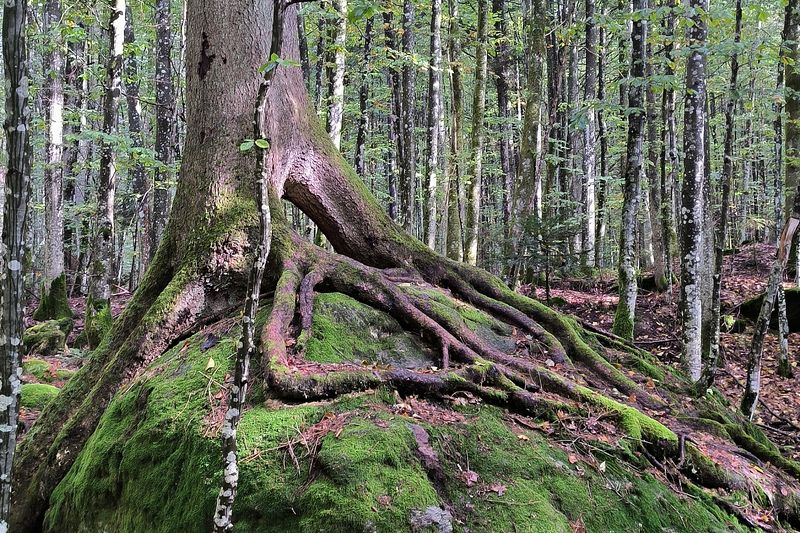 Die Natur erzeugt Skulpturen